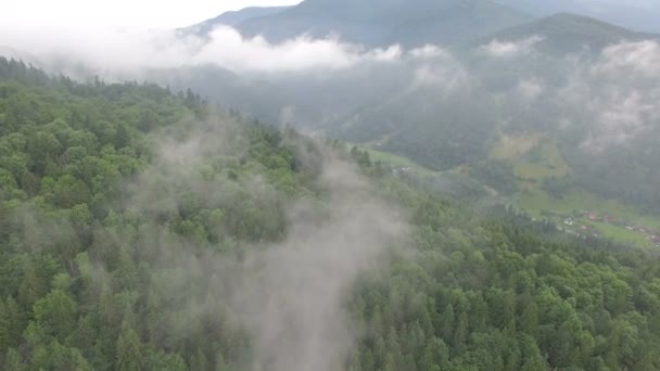 Voo sobre o nevoeiro na floresta — Vídeo de Stock
