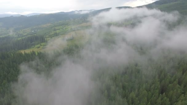Volo sopra la foresta nebbiosa — Video Stock