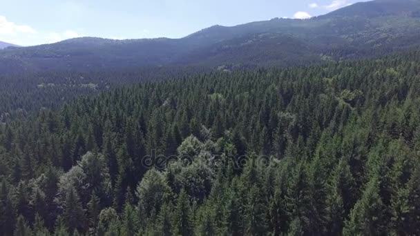 Pinheiros nas montanhas. voo de drone — Vídeo de Stock