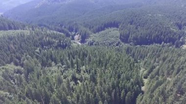 büyük bir orman. Uçuş quadrocopters