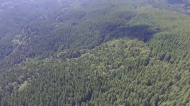 Orman Ukraynalı dağlarda. Uçuş quadrocopters