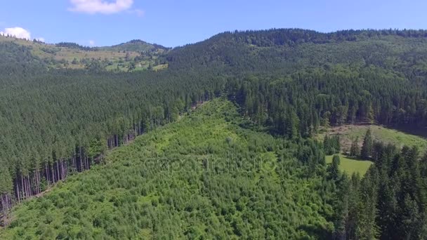 Paisaje forestal en las montañas. vista aérea — Vídeo de stock