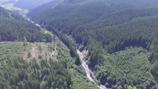 Road through a green forest. flight quadrocopters — Stock Video