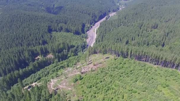 Deforestación. quadrocopteros de vuelo — Vídeos de Stock