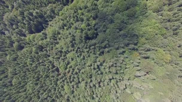 Drone survolant la forêt verte — Video