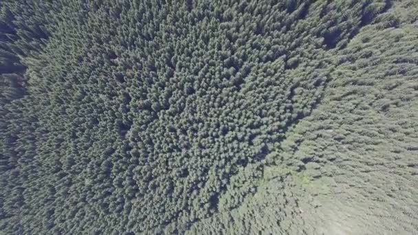 Vue sur la forêt depuis une grande hauteur. vol de drone — Video