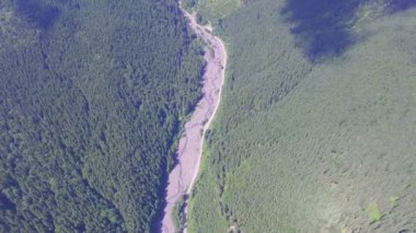 Ormanın içinden yol. havadan görüntüleri