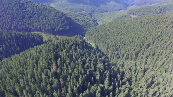 Όμορφο Δάσος Μια Καλοκαιρινή Μέρα Πτήση Drone — Αρχείο Βίντεο