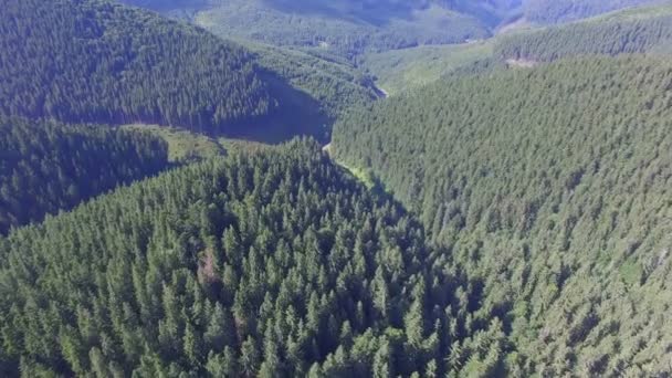 Hermoso Bosque Día Verano Vuelo Con Drones — Vídeos de Stock