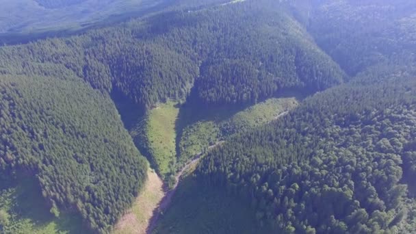 Wild Forest Ukraine Aerial Footage — Stock Video