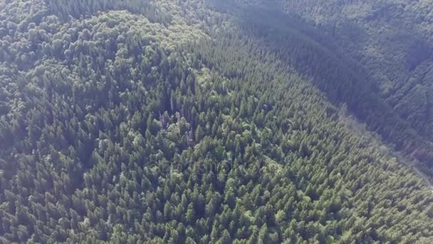 Wilde bos in de bergen. Air video — Stockvideo