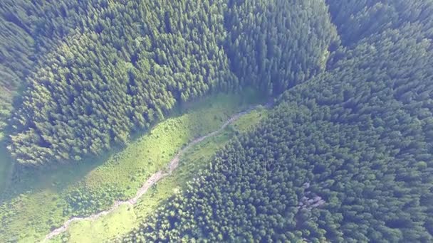 Bir yükseklikten orman manzarası. uçak video — Stok video