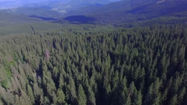 Luchtfoto vliegen over forest in Bergen — Stockvideo