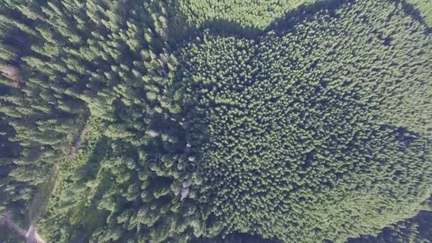 Orman manzara. Havadan görünümü — Stok video