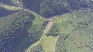 Orman manzara havadan görüntüleri