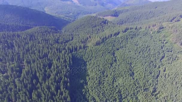 Aerial shot of forest in mountain — Stock Video