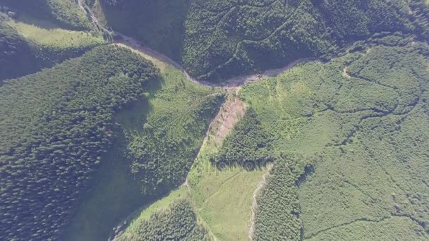 Imágenes aéreas del paisaje forestal — Vídeo de stock