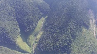 Orman yukarıda havadan görünümü