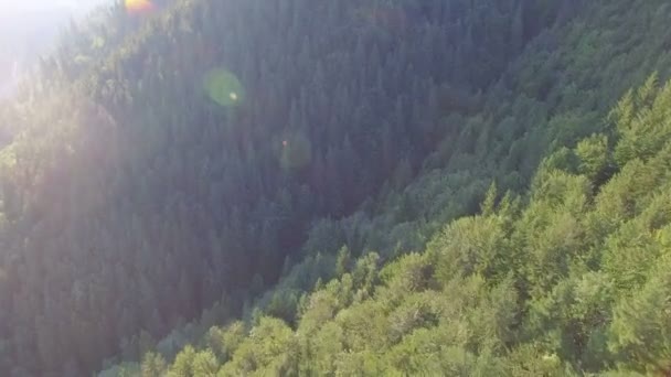 Сонячний день у лісі. вид з повітря — стокове відео