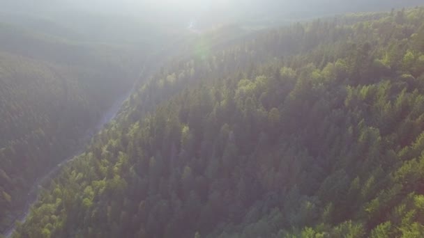 Sunny day in the misty forest. aerial view — Stock Video