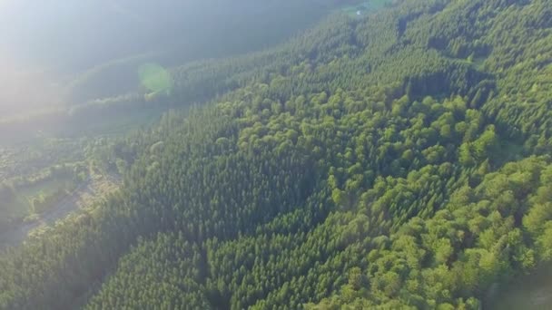 Mlžného lesa. DRONY letu — Stock video