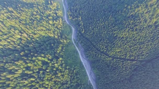 Un camino estrecho en el bosque. vista aérea — Vídeos de Stock