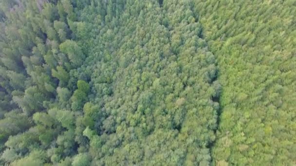 Bosque de pinos jóvenes. imágenes aéreas — Vídeos de Stock