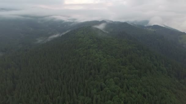Chmury w górach nad lasem. Widok z lotu ptaka — Wideo stockowe