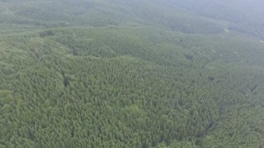 büyük çam ormanı. havadan görüntüleri