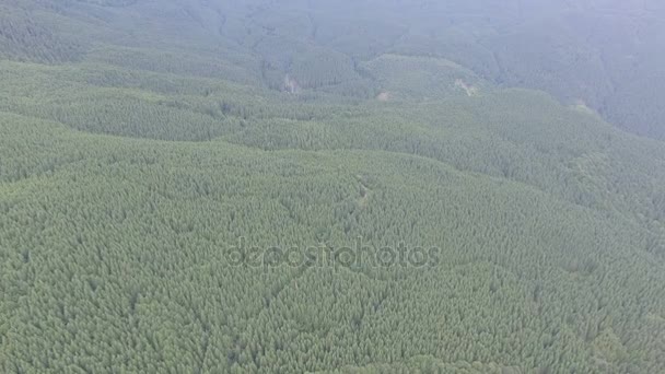 Vista aérea del bosque — Vídeos de Stock