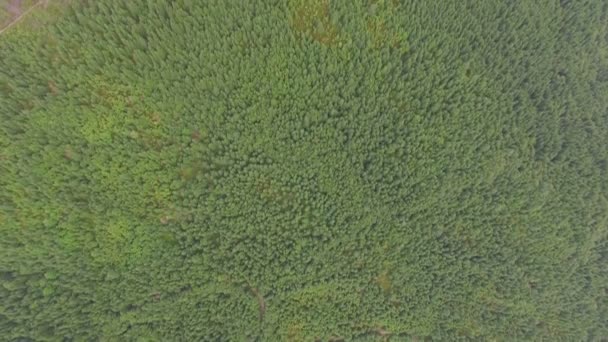 velký zelený borový les. Letecký pohled