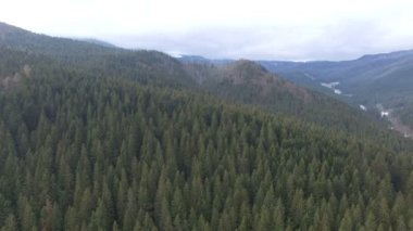 Çam ormanının üzerinden uçmak