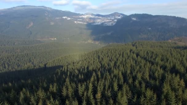 Latających nisko nad lasem w słoneczny dzień — Wideo stockowe