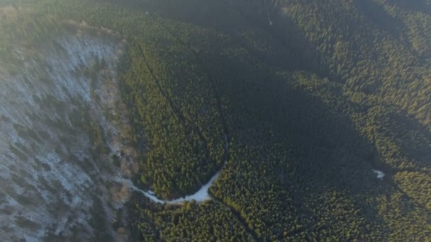 Vliegen over het bos op een zonnige dag — Stockvideo