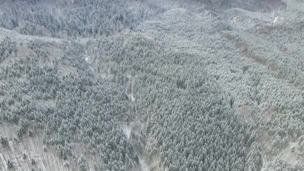 Vlucht over het dennenbos in de mist in de winter 03 — Stockvideo