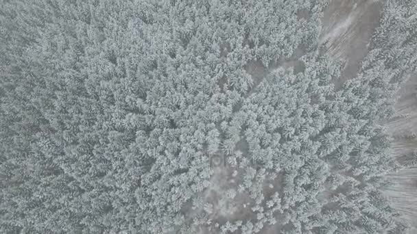 Vlucht over het dennenbos in de mist in de winter 01 — Stockvideo