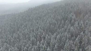 kış orman üzerinde alçak irtifada uçan