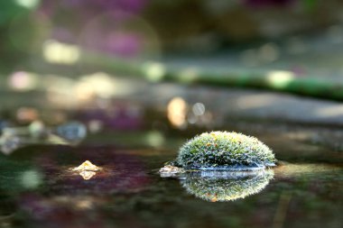 Foto Sabah orman tabanının. Moss güneş patlaması etkisi dew. Anophyte su. Güzel yaz veya bahar doğa yerde yosun kaplı