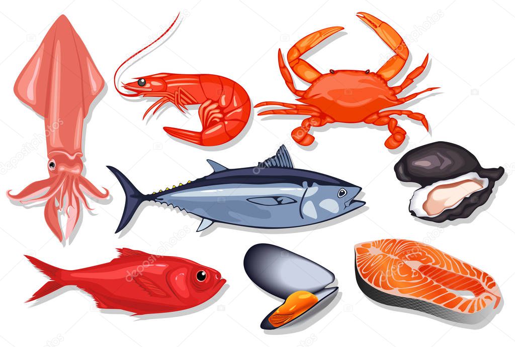 Different kind of fresh seafood. Vector mussel, fish salmon, shrimp, squid, craps, mollusk, oyster, red perch and tuna.
