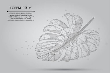 Soyut püre çizgisi ve sivri uçlu canavar yaprağı. Tropik palmiye vektör illüstrasyonunu terk etti