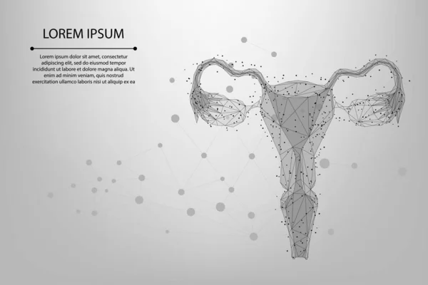 Línea Malla Abstracta Punto Ovarios Bajo Poli Órganos Reproductivos Femeninos — Vector de stock