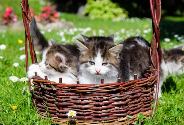 Pelzige junge Katzen — Stockfoto