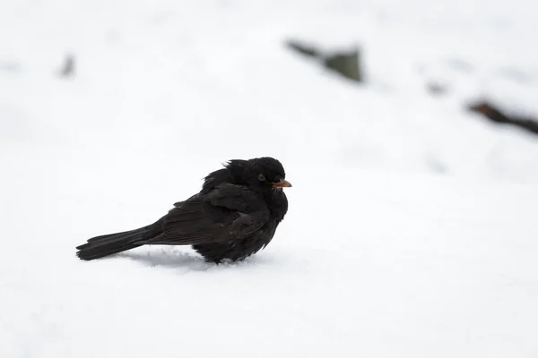 Kos zwyczajny Turdus Merula — Zdjęcie stockowe