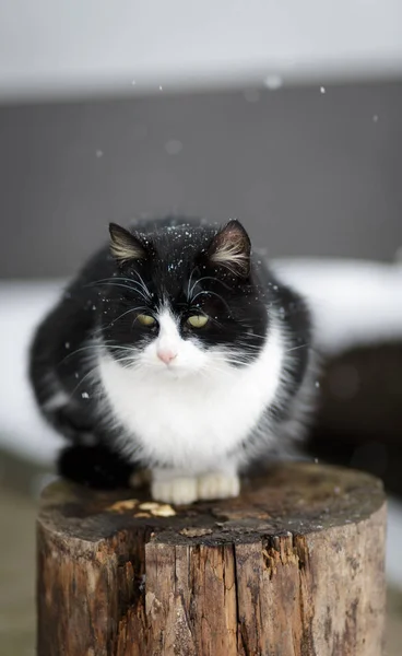 Schwarz Weiße Katze Sitzt Freien Auf Holzstämmen — Stockfoto