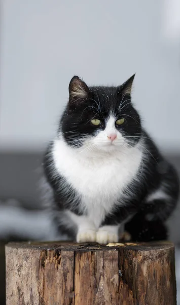 Zwart Witte Kat Plaatsing Buiten Houten Log Portret — Stockfoto