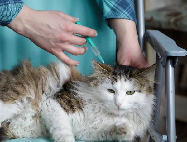 Veteriner aşı kediye vererek