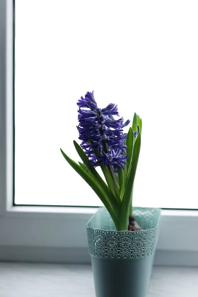 Hyacint in de cup — Stockfoto