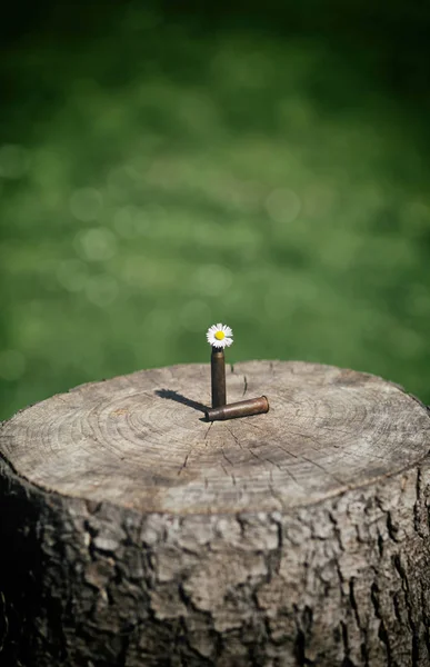 Shotgun Shell Kula Żółtym Kwiatkiem Odkryty Drewnianym Stole Tło Zielony — Zdjęcie stockowe
