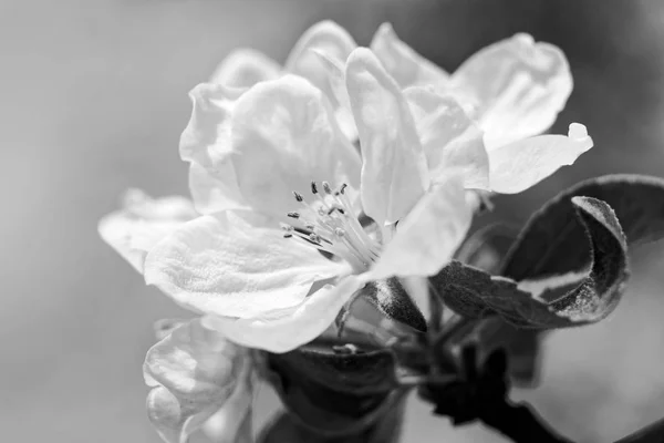 White Apple Blossoms on Tree