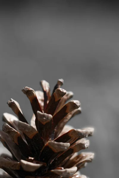 Pine Cone Close Blurry Background — Stock Photo, Image